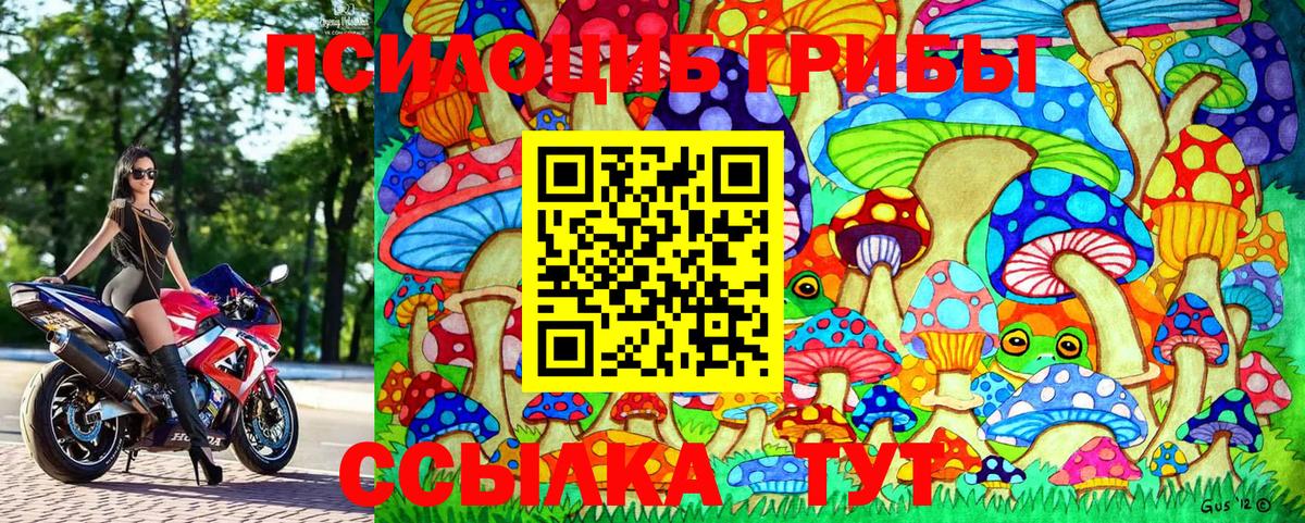 Псилоцибиновые грибы Psilocybe Гурьевск