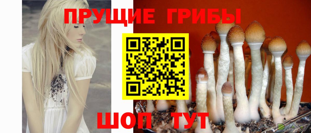 Гурьевск  Псилоцибиновые грибы Cubensis  Вход с VPN 